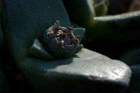 Pleiospilos simulans