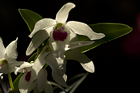 Dendrobium 'Cassiope'